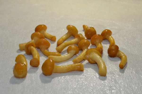 FUNGHI FAMIGLIOLA GIALLA BOSCOBUONO 1KG