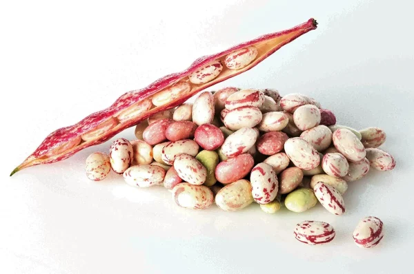 FAGIOLI BORLOTTI GREEN ICE 1KG
