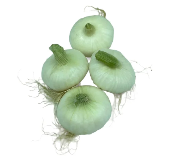 Cipolla Fresca Scodata