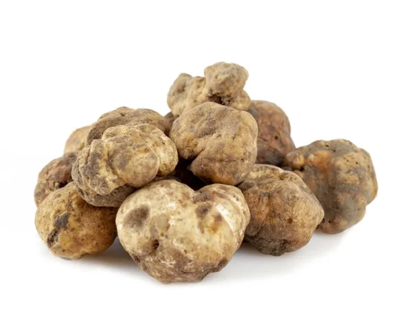 Tartufo Bianchetto o Marzuolo (Tuber Borchii Vitt.)